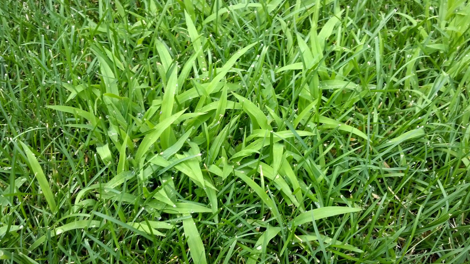 crabgrass