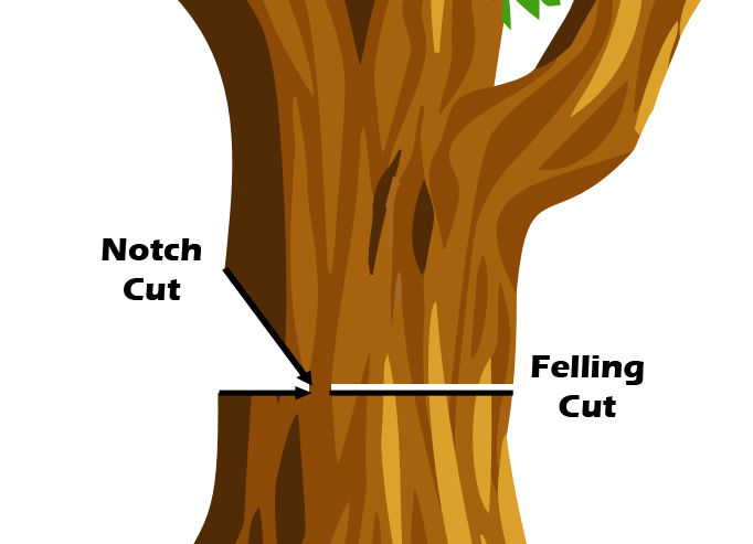 Tree Felling Diagram