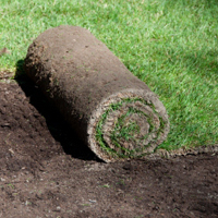 Kentucky Bluegrass Sod