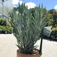 Agave