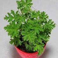 Citronella