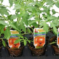 Farmer Phil's Vegetables and Herbs