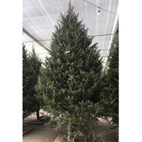 Balsam Fir Christmas Tree