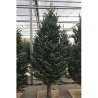 Fraser Fir Christmas Tree