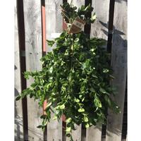 German Boxwood Bunch