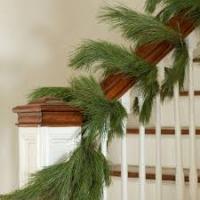 White Pine Roping 25 Feet