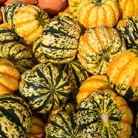 Acorn or Carnival Squash