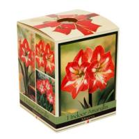 Amaryllis Gift Box