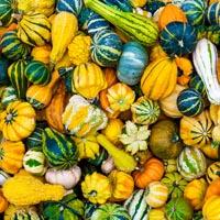 Gourds