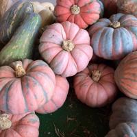 Specialty Pumpkins per pound