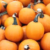 Weebe Little Pumpkin