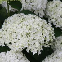 Annabelle Hydrangea