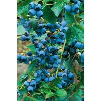 Blueberry Bush