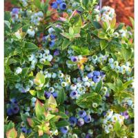 Blueberry Jelly Bean