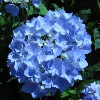 Endless Summer Hydrangea