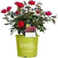 Knockout Rose