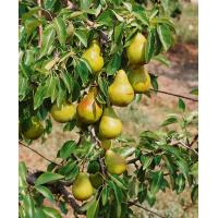 Pear (European) Tree
