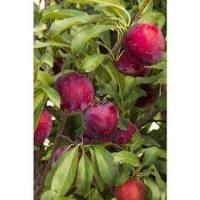 Plum (Japanese) Tree