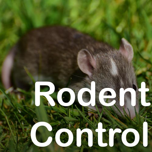 RodentControl