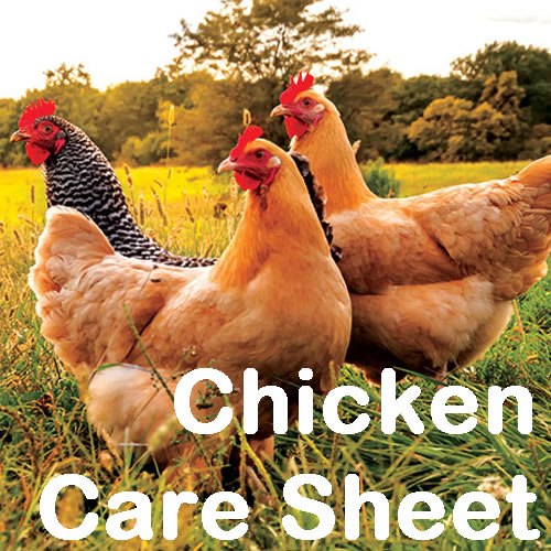 Chicken Care