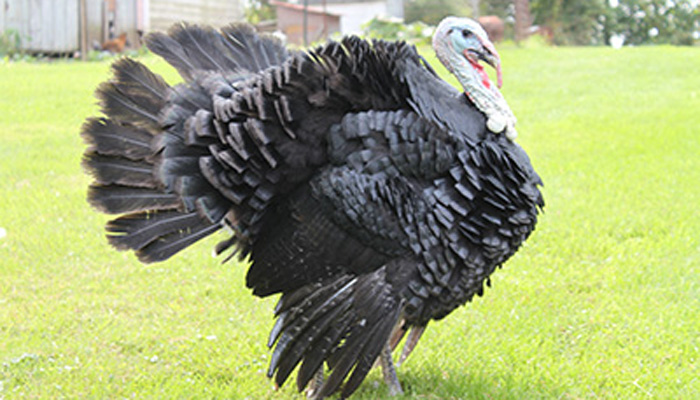 heritage turkey